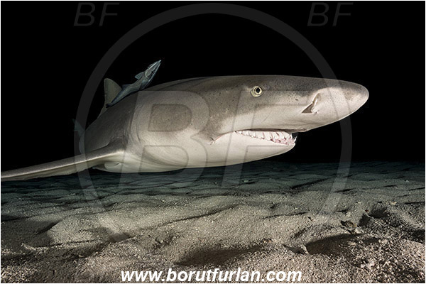 Tiger beach, Bahamas, Atlantic ocean, Negaprion brevirostris, Negaprion, Carcharhinidae, Elasmobranchii, Lemon shark, Shark, Fish, Sand, Night, Echeneis naucrates, Echeneidae, Slender Suckerfish, Suckerfish