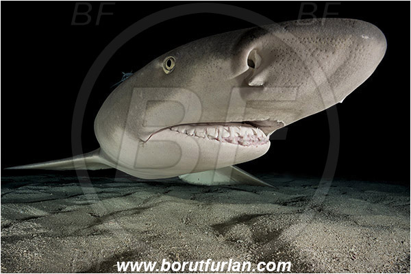 Tiger beach, Bahamas, Atlantic ocean, Negaprion brevirostris, Negaprion, Carcharhinidae, Elasmobranchii, Lemon shark, Shark, Fish, Sand, Night, Portrait