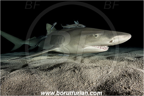 Tiger beach, Bahamas, Atlantic ocean, Negaprion brevirostris, Negaprion, Carcharhinidae, Elasmobranchii, Lemon shark, Shark, Fish, Sand, Night, Echeneis naucrates, Echeneidae, Slender Suckerfish, Suckerfish