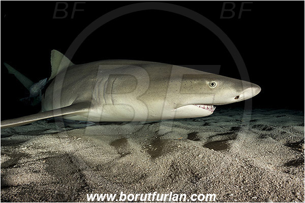 Tiger beach, Bahamas, Atlantic ocean, Negaprion brevirostris, Negaprion, Carcharhinidae, Elasmobranchii, Lemon shark, Shark, Fish, Sand, Night