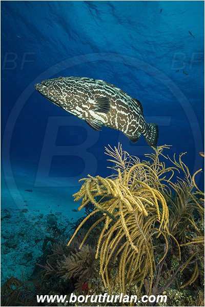Tiger beach, Bahamas, Atlantic ocean, Mycteroperca bonaci, Mycteroperca, Serranidae, Black grouper, Grouper, Fish, Reef