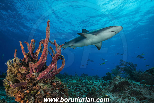 Tiger beach, Bahamas, Atlantic ocean, Carcharhinus perezii, Carcharhinus, Carcharhinidae, Elasmobranchii, Caribbean reef shark, Shark, Fish, Porifera, Sponge, Reef