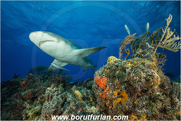 Tiger beach, Bahamas, Atlantic ocean, Negaprion brevirostris, Negaprion, Carcharhinidae, Elasmobranchii, Lemon shark, Shark, Fish, Reef