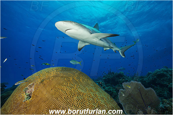 Tiger beach, Bahamas, Atlantic ocean, Carcharhinus perezii, Carcharhinus, Carcharhinidae, Elasmobranchii, Caribbean reef shark, Shark, Fish, Reef, Diploria labyrinthiformis, Diploria, Faviidae, Grooved brain coral, Coral, Cnidaria, Cnidarian