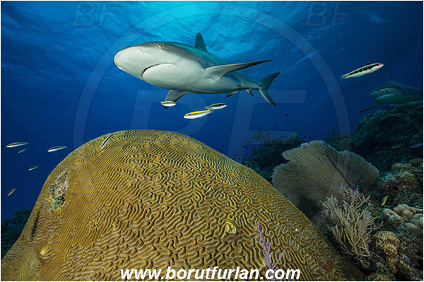 Tiger beach, Bahamas, Atlantic ocean, Carcharhinus perezii, Carcharhinus, Carcharhinidae, Elasmobranchii, Caribbean reef shark, Shark, Fish, Reef, Diploria labyrinthiformis, Diploria, Faviidae, Grooved brain coral, Coral, Cnidaria, Cnidarian
