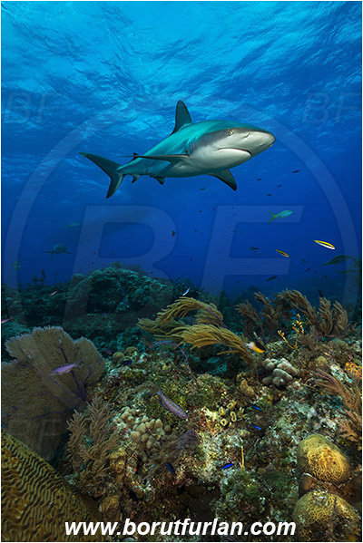 Tiger beach, Bahamas, Atlantic ocean, Carcharhinus perezii, Carcharhinus, Carcharhinidae, Elasmobranchii, Caribbean reef shark, Shark, Fish, Reef