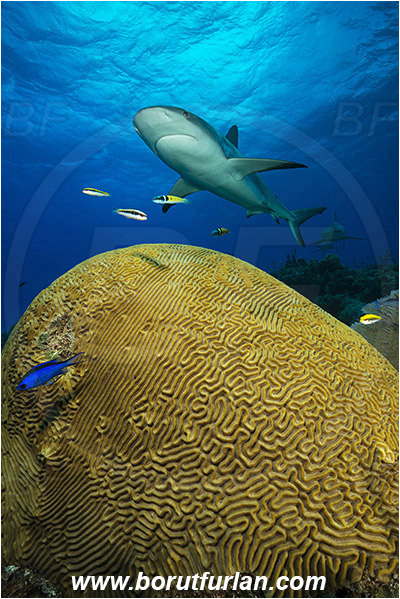 Tiger beach, Bahamas, Atlantic ocean, Carcharhinus perezii, Carcharhinus, Carcharhinidae, Elasmobranchii, Caribbean reef shark, Shark, Fish, Reef, Diploria labyrinthiformis, Diploria, Faviidae, Grooved brain coral, Coral, Cnidaria, Cnidarian