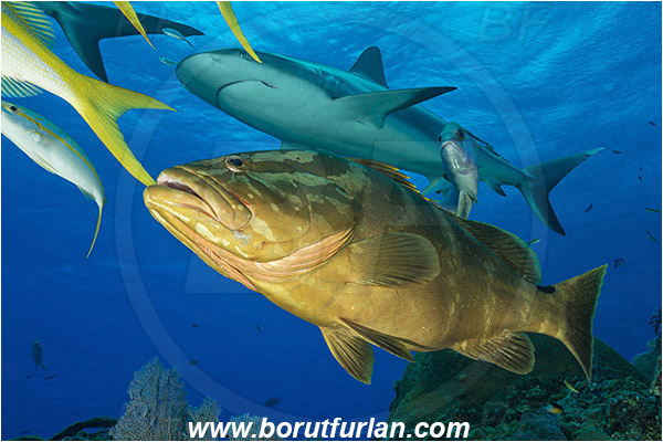 Tiger beach, Bahamas, Atlantic ocean, Epinephelus striatus, Epinephelus, Serranidae, Nassau grouper, Grouper, Fish, Carcharhinus perezii, Carcharhinus, Carcharhinidae, Elasmobranchii, Caribbean reef shark, Shark
