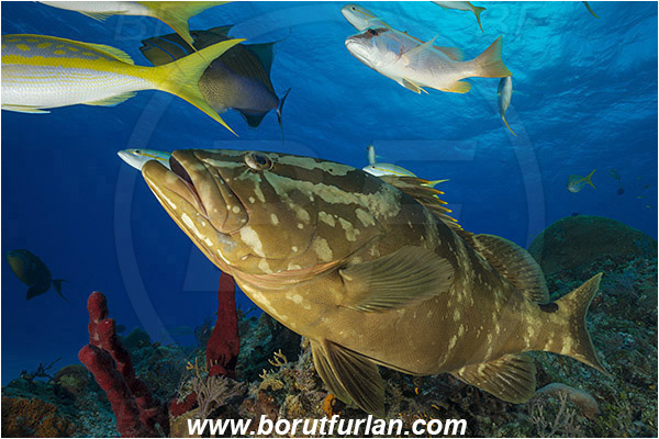Tiger beach, Bahamas, Atlantic ocean, Epinephelus striatus, Epinephelus, Serranidae, Nassau grouper, Grouper, Fish, Reef