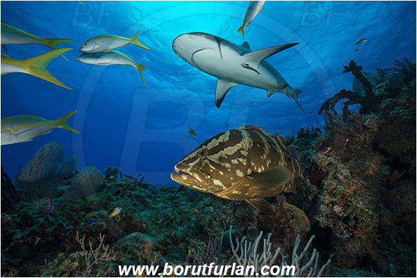 Tiger beach, Bahamas, Atlantic ocean, Epinephelus striatus, Epinephelus, Serranidae, Nassau grouper, Grouper, Fish, Reef, Carcharhinus perezii, Carcharhinus, Carcharhinidae, Elasmobranchii, Caribbean reef shark, Shark