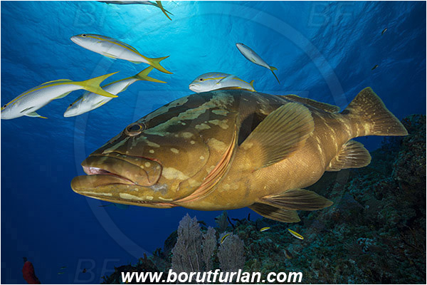 Tiger beach, Bahamas, Atlantic ocean, Epinephelus striatus, Epinephelus, Serranidae, Nassau grouper, Grouper, Fish, Reef