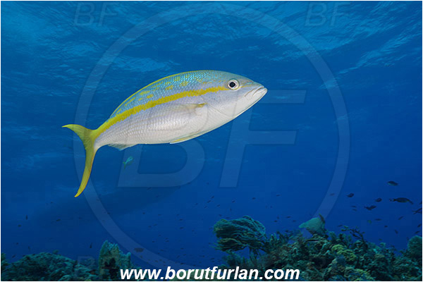 Tiger beach, Bahamas, Atlantic ocean, Ocyurus chrysurus, Ocyurus, Lutjanidae, Yellowtail snapper, Snapper, Fish