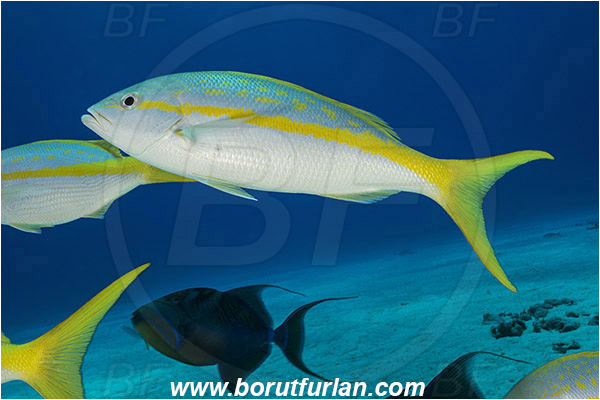 Tiger beach, Bahamas, Atlantic ocean, Ocyurus chrysurus, Ocyurus, Lutjanidae, Yellowtail snapper, Snapper, Fish