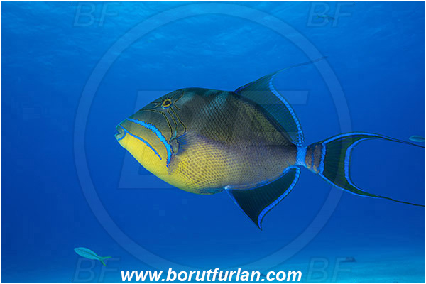 Tiger beach, Bahamas, Atlantic ocean, Balistes vetula, Balistes, Balistidae, Queen triggerfish, Triggerfish, Fish