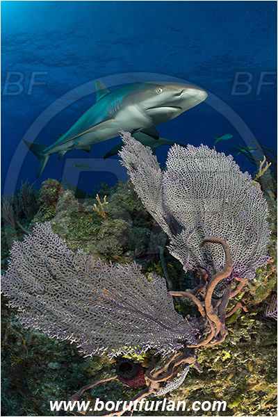 Tiger beach, Bahamas, Atlantic ocean, Gorgonia flabellum, Gorgonia, Gorgoniidae, Venus Sea Fan, Sea fan, Coral, Cnidaria, Cnidarian, Reef, Carcharhinus perezii, Carcharhinus, Carcharhinidae, Elasmobranchii, Caribbean reef shark, Shark, Fish