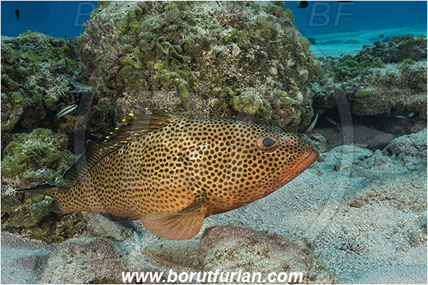 Tiger beach, Bahamas, Atlantic ocean, Epinephelus guttatus, Epinephelus, Serranidae, Red hind, Grouper, Fish, Reef