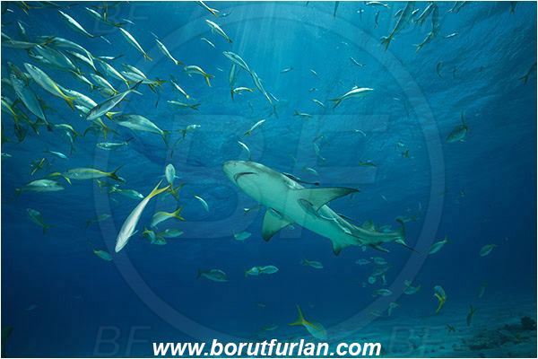 Tiger beach, Bahamas, Atlantic ocean, Negaprion brevirostris, Negaprion, Carcharhinidae, Elasmobranchii, Lemon shark, Shark, Fish, Sand, Ocyurus chrysurus, Ocyurus, Lutjanidae, Yellowtail snapper, Snapper, Fish school