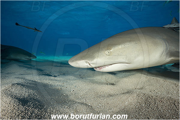 Tiger beach, Bahamas, Atlantic ocean, Negaprion brevirostris, Negaprion, Carcharhinidae, Elasmobranchii, Lemon shark, Shark, Fish, Sand, Portrait