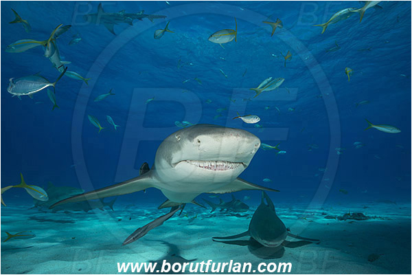 Tiger beach, Bahamas, Atlantic ocean, Negaprion brevirostris, Negaprion, Carcharhinidae, Elasmobranchii, Lemon shark, Shark, Fish, Sand, Portrait