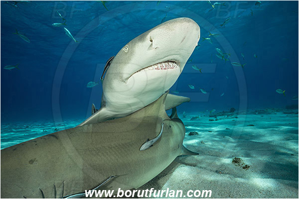 Tiger beach, Bahamas, Atlantic ocean, Negaprion brevirostris, Negaprion, Carcharhinidae, Elasmobranchii, Lemon shark, Shark, Fish, Sand, Portrait