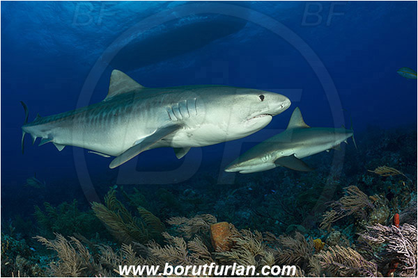 Tiger beach, Bahamas, Atlantic ocean, Galeocerdo cuvier, Galeocerdo, Carcharhinidae, Elasmobranchii, Tiger shark, Shark, Fish, Carcharhinus perezii, Carcharhinus, Caribbean reef shark, Reef, Boat