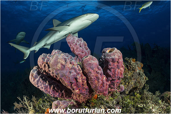 Tiger beach, Bahamas, Atlantic ocean, Aplysina lacunosa, Aplysina, Aplysinidae, Convoluted barrel sponge, Sponge, Porifera, Reef, Carcharhinus perezii, Carcharhinus, Carcharhinidae, Elasmobranchii, Caribbean reef shark, Shark, Fish