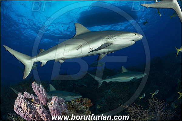 Tiger beach, Bahamas, Atlantic ocean, Aplysina lacunosa, Aplysina, Aplysinidae, Convoluted barrel sponge, Sponge, Porifera, Reef, Carcharhinus perezii, Carcharhinus, Carcharhinidae, Elasmobranchii, Caribbean reef shark, Shark, Fish, Boat