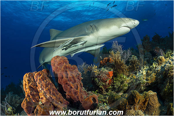 Tiger beach, Bahamas, Atlantic ocean, Aplysina lacunosa, Aplysina, Aplysinidae, Convoluted barrel sponge, Sponge, Porifera, Reef, Negaprion brevirostris, Negaprion, Carcharhinidae, Elasmobranchii, Lemon shark, Shark, Fish