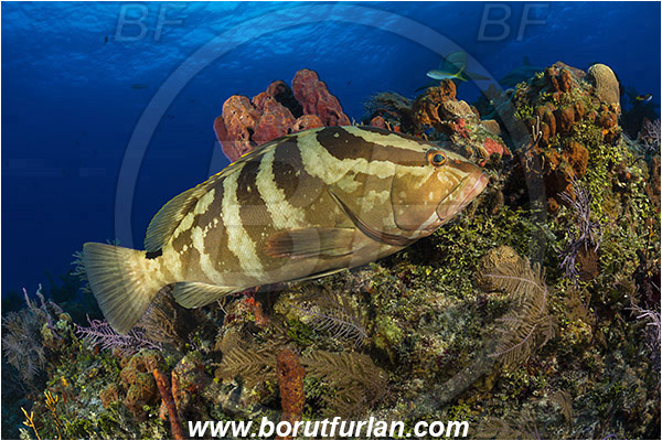 Tiger beach, Bahamas, Atlantic ocean, Epinephelus striatus, Epinephelus, Serranidae, Nassau grouper, Grouper, Fish, Reef