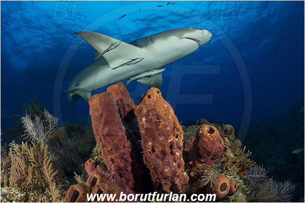 Tiger beach, Bahamas, Atlantic ocean, Aplysina lacunosa, Aplysina, Aplysinidae, Convoluted barrel sponge, Sponge, Porifera, Reef, Negaprion brevirostris, Negaprion, Carcharhinidae, Elasmobranchii, Lemon shark, Shark, Fish
