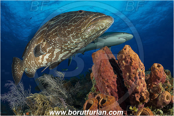 Tiger beach, Bahamas, Atlantic ocean, Mycteroperca bonaci, Mycteroperca, Serranidae, Black grouper, Grouper, Fish, Reef, Aplysina lacunosa, Aplysina, Aplysinidae, Convoluted barrel sponge, Sponge, Porifera