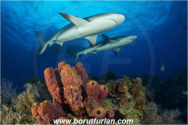 Tiger beach, Bahamas, Atlantic ocean, Aplysina lacunosa, Aplysina, Aplysinidae, Convoluted barrel sponge, Sponge, Porifera, Reef, Carcharhinus perezii, Carcharhinus, Carcharhinidae, Elasmobranchii, Caribbean reef shark, Shark, Fish