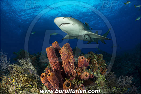 Tiger beach, Bahamas, Atlantic ocean, Aplysina lacunosa, Aplysina, Aplysinidae, Convoluted barrel sponge, Sponge, Porifera, Reef, Carcharhinus perezii, Carcharhinus, Carcharhinidae, Elasmobranchii, Caribbean reef shark, Shark, Fish
