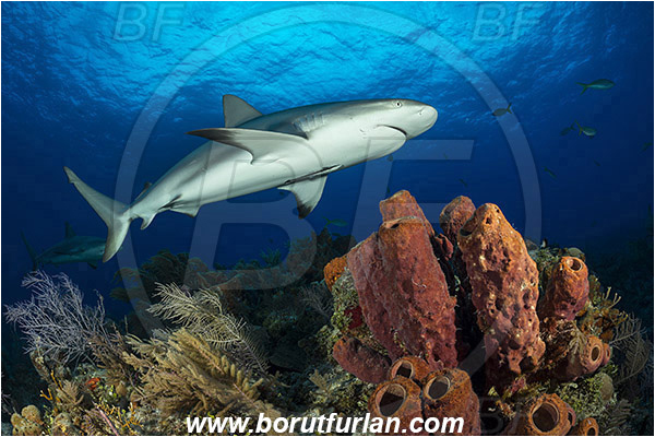 Tiger beach, Bahamas, Atlantic ocean, Aplysina lacunosa, Aplysina, Aplysinidae, Convoluted barrel sponge, Sponge, Porifera, Reef, Carcharhinus perezii, Carcharhinus, Carcharhinidae, Elasmobranchii, Caribbean reef shark, Shark, Fish