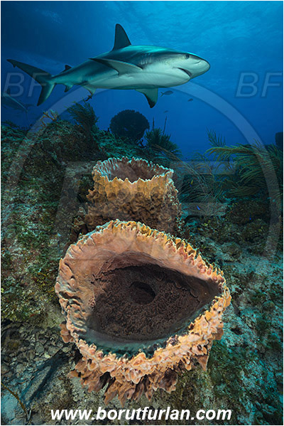 Tiger beach, Bahamas, Atlantic ocean, Xestospongia muta, Xestospongia, Petrosiidae, Giant Sponge, Sponge, Porifera, Reef, Carcharhinus perezii, Carcharhinus, Carcharhinidae, Elasmobranchii, Caribbean reef shark, Shark, Fish