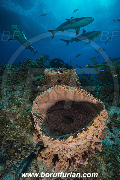 Tiger beach, Bahamas, Atlantic ocean, Xestospongia muta, Xestospongia, Petrosiidae, Giant Sponge, Sponge, Porifera, Reef, Carcharhinus perezii, Carcharhinus, Carcharhinidae, Elasmobranchii, Caribbean reef shark, Shark, Fish