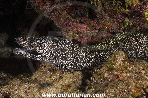 Tiger beach, Bahamas, Atlantic ocean, Gymnothorax moringa, Gymnothorax, Muraenidae, Spotted Moray, Moray, Fish