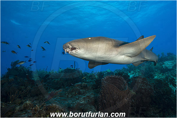 Tiger beach, Bahamas, Atlantic ocean, Ginglymostoma cirratum, Ginglymostoma, Ginglymostomatidae, Elasmobranchii, Nurse Shark, Shark, Fish, Reef
