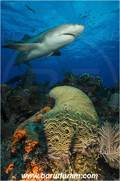 Tiger beach, Bahamas, Atlantic ocean, Negaprion brevirostris, Negaprion, Carcharhinidae, Elasmobranchii, Lemon shark, Shark, Fish, Reef, Pseudodiploria strigosa, Pseudodiploria, Faviidae, Symmetrical Brain Coral, Coral, Cnidaria, Cnidarian