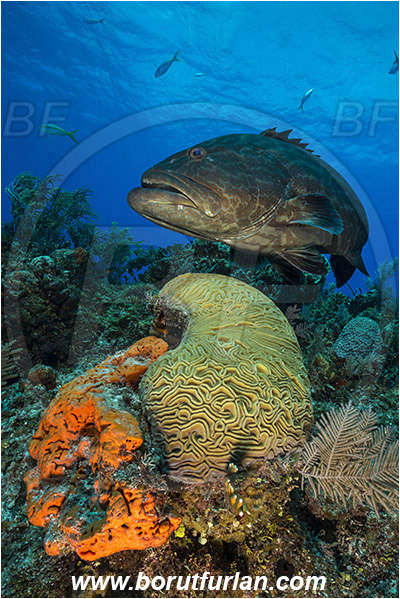 Tiger beach, Bahamas, Atlantic ocean, Mycteroperca bonaci, Mycteroperca, Serranidae, Black grouper, Grouper, Fish, Reef, Pseudodiploria strigosa, Pseudodiploria, Faviidae, Symmetrical Brain Coral, Coral, Cnidaria, Cnidarian