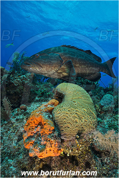 Tiger beach, Bahamas, Atlantic ocean, Mycteroperca bonaci, Mycteroperca, Serranidae, Black grouper, Grouper, Fish, Reef, Pseudodiploria strigosa, Pseudodiploria, Faviidae, Symmetrical Brain Coral, Coral, Cnidaria, Cnidarian