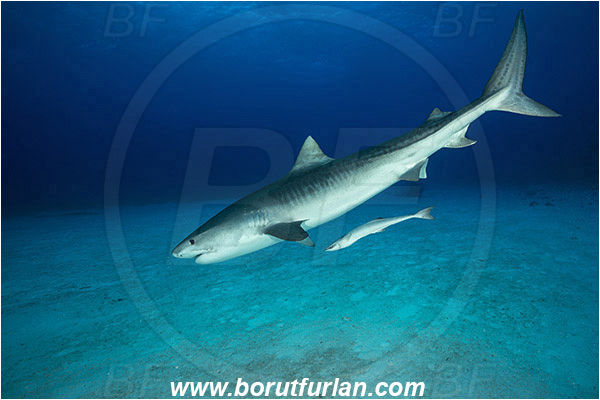 Tiger beach, Bahamas, Atlantic ocean, Galeocerdo cuvier, Galeocerdo, Carcharhinidae, Elasmobranchii, Tiger shark, Shark, Fish, Echeneis naucrates, Echeneidae, Slender Suckerfish, Suckerfish, Sand