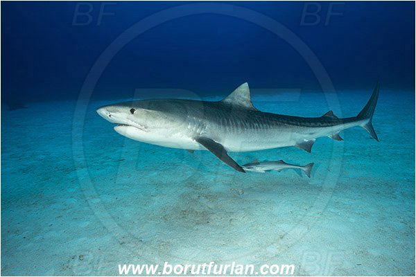 Tiger beach, Bahamas, Atlantic ocean, Galeocerdo cuvier, Galeocerdo, Carcharhinidae, Elasmobranchii, Tiger shark, Shark, Fish, Echeneis naucrates, Echeneidae, Slender Suckerfish, Suckerfish, Sand