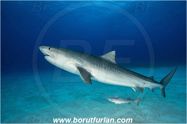 Tiger beach, Bahamas, Atlantic ocean, Galeocerdo cuvier, Galeocerdo, Carcharhinidae, Elasmobranchii, Tiger shark, Shark, Fish, Echeneis naucrates, Echeneidae, Slender Suckerfish, Suckerfish, Sand