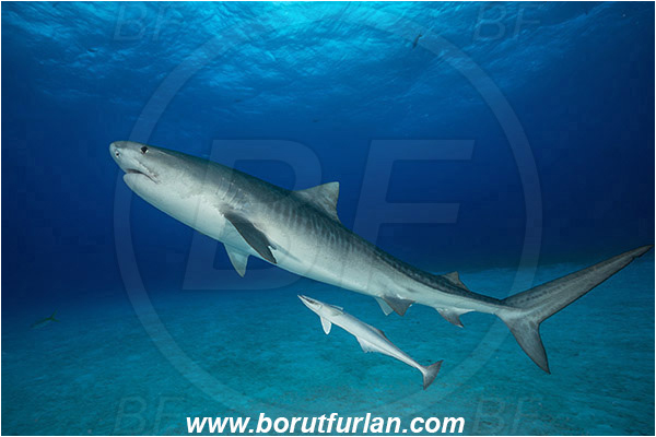 Tiger beach, Bahamas, Atlantic ocean, Galeocerdo cuvier, Galeocerdo, Carcharhinidae, Elasmobranchii, Tiger shark, Shark, Fish, Echeneis naucrates, Echeneidae, Slender Suckerfish, Suckerfish, Sand