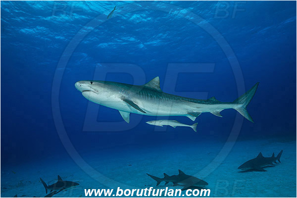 Tiger beach, Bahamas, Atlantic ocean, Galeocerdo cuvier, Galeocerdo, Carcharhinidae, Elasmobranchii, Tiger shark, Shark, Fish, Echeneis naucrates, Echeneidae, Slender Suckerfish, Suckerfish, Sand
