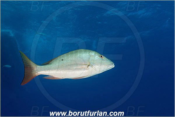 Tiger beach, Bahamas, Atlantic ocean, Lutjanus analis, Lutjanus, Lutjanidae, Mutton snapper, Snapper, Fish