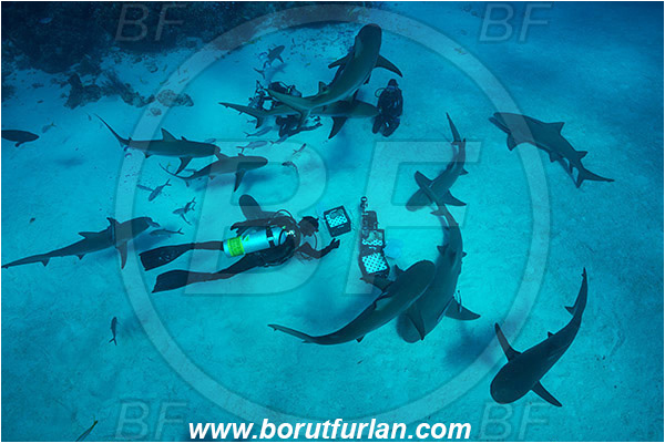 Tiger beach, Bahamas, Atlantic ocean, Carcharhinus perezii, Carcharhinus, Carcharhinidae, Elasmobranchii, Caribbean reef shark, Shark, Fish, Sand, Diver, Divers, Underwater photographer