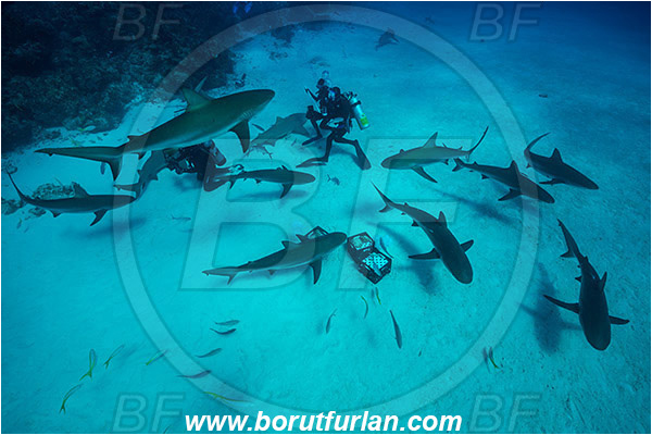 Tiger beach, Bahamas, Atlantic ocean, Carcharhinus perezii, Carcharhinus, Carcharhinidae, Elasmobranchii, Caribbean reef shark, Shark, Fish, Sand, Diver, Divers, Underwater photographer