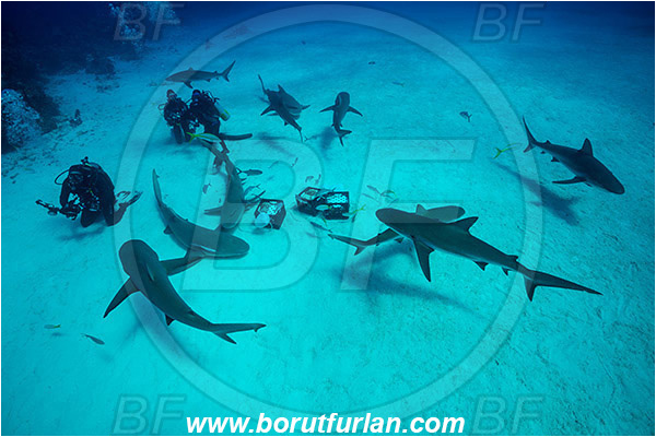 Tiger beach, Bahamas, Atlantic ocean, Carcharhinus perezii, Carcharhinus, Carcharhinidae, Elasmobranchii, Caribbean reef shark, Shark, Fish, Sand, Diver, Divers, Underwater photographer